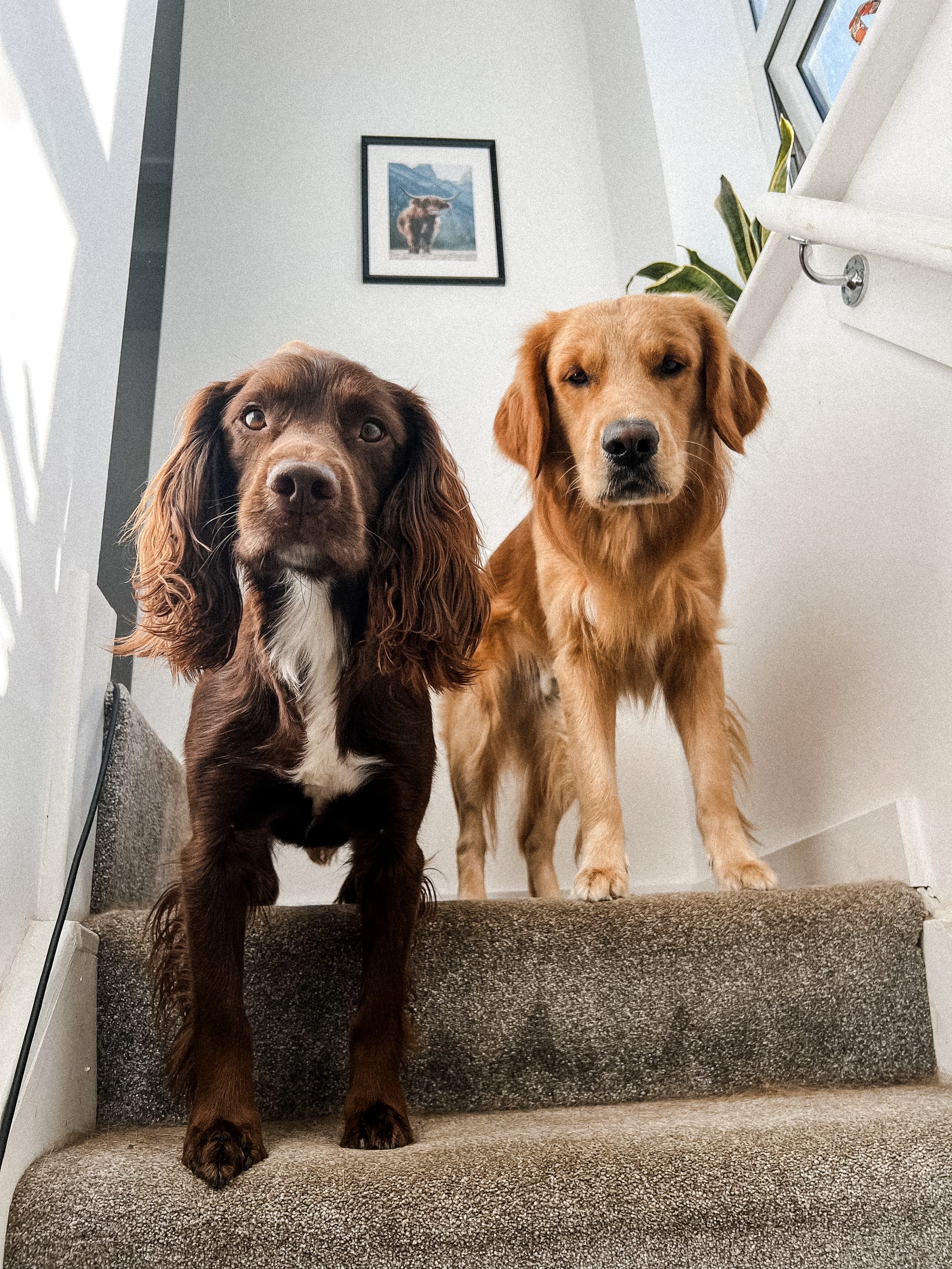 DOGFLUENCERS: Meet Atlas and Odin, The Treat Obsessed Duo