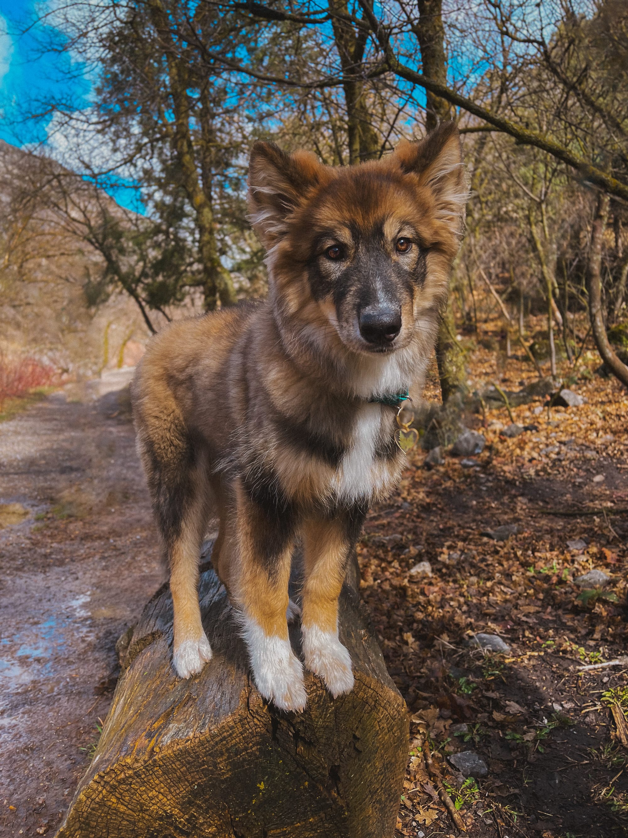 DOGFLUENCERS: Meet Evie, One of Instagram's Most Beautiful Pups