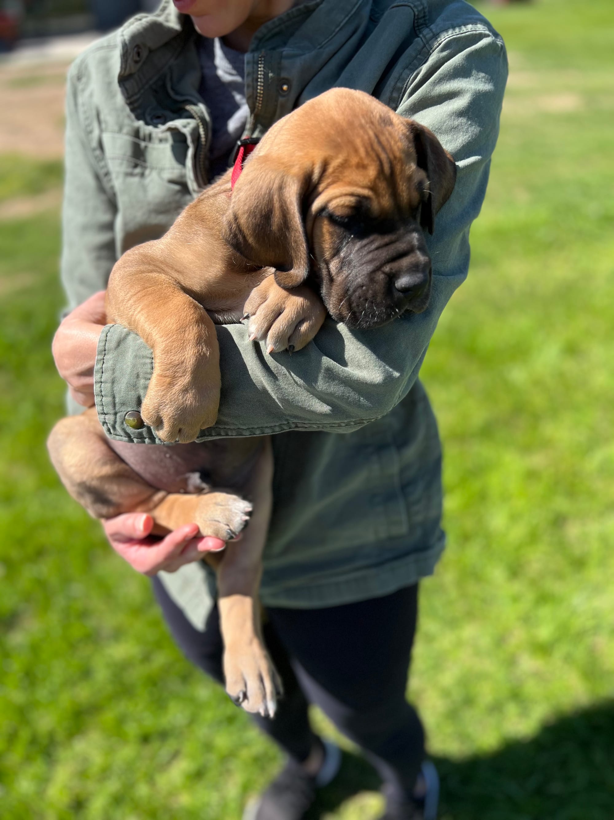 DOGFLUENCERS: Meet Thor, The Strongest Pawvenger