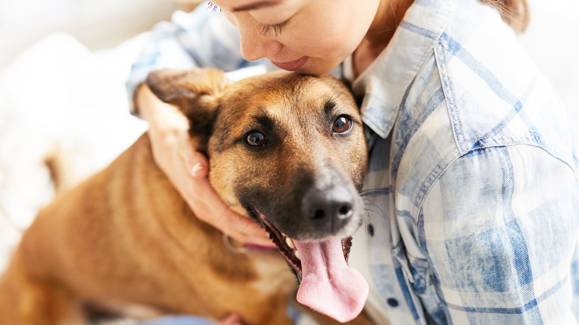 Integrating a Rescue Dog into Your Home