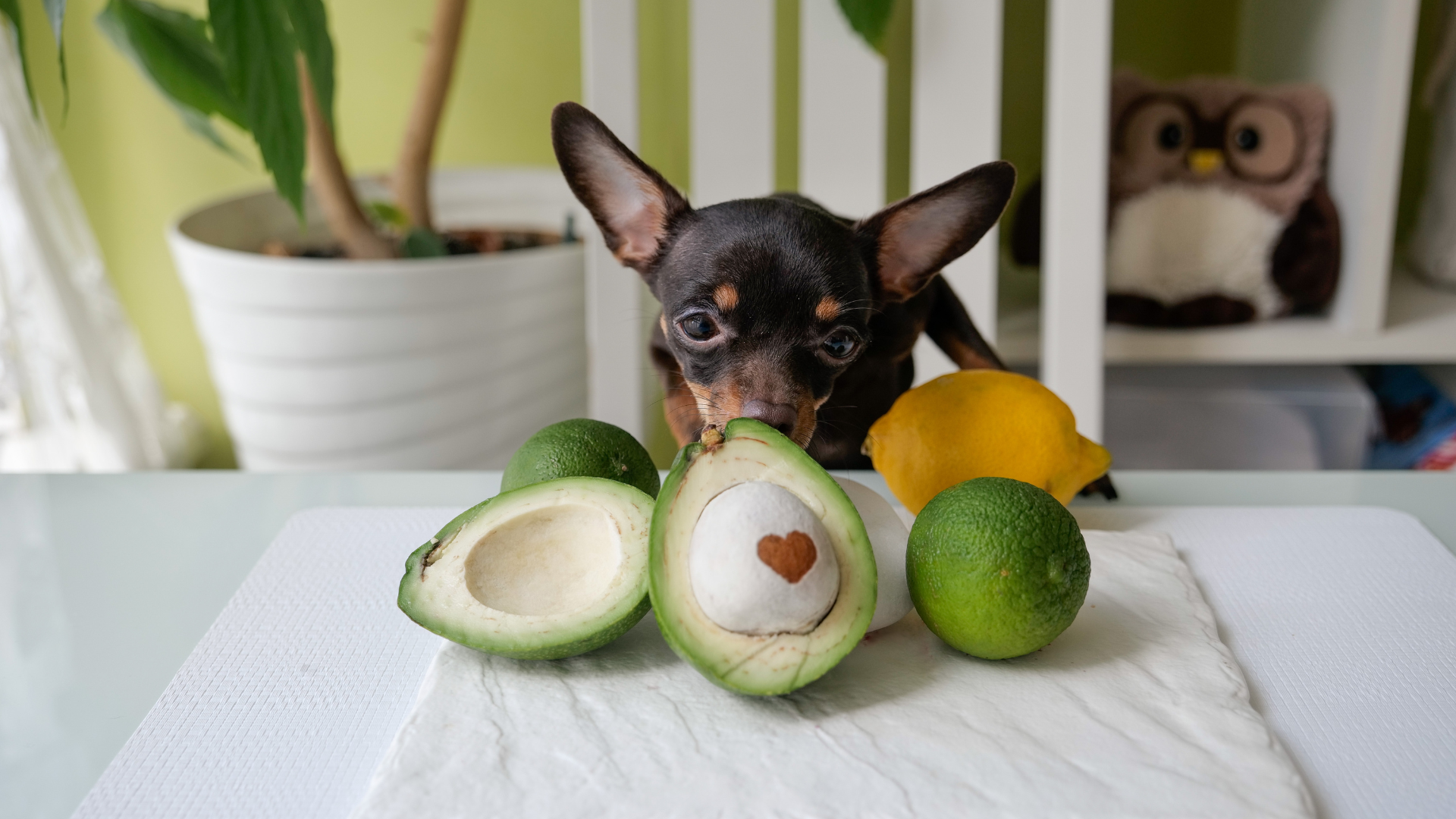 Is Avocado Oil Bad For Dogs