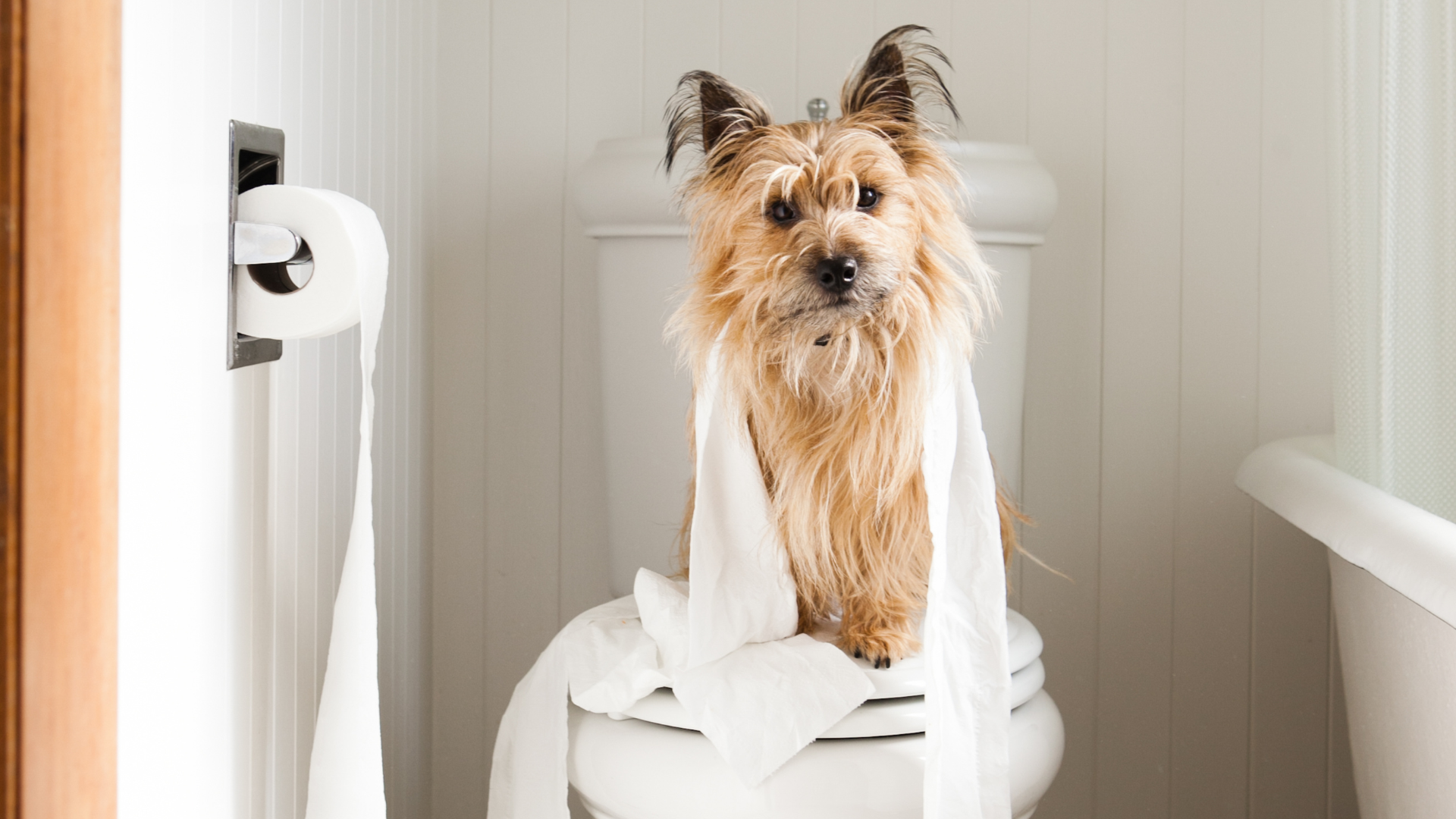 My Dog Hasn't Pooped in 24 Hours