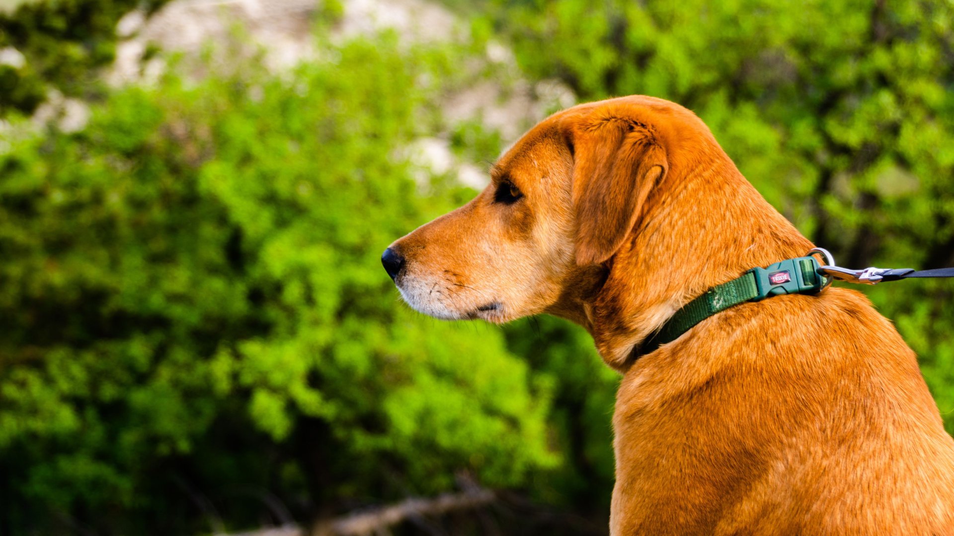 Safe Hiking Temperatures for Dogs