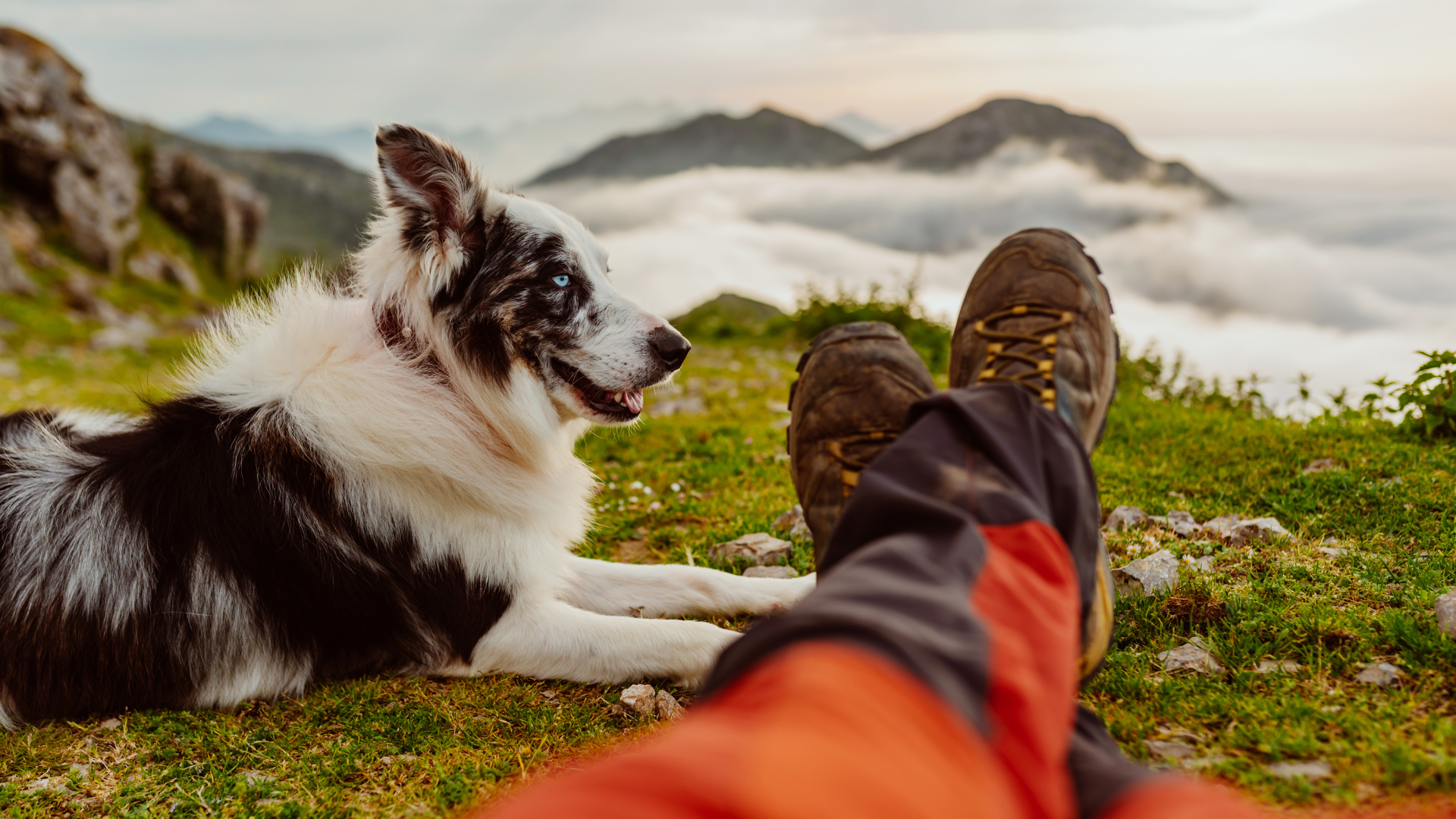 Nutrition on the Trail: Feeding Your Dog During Long Hikes