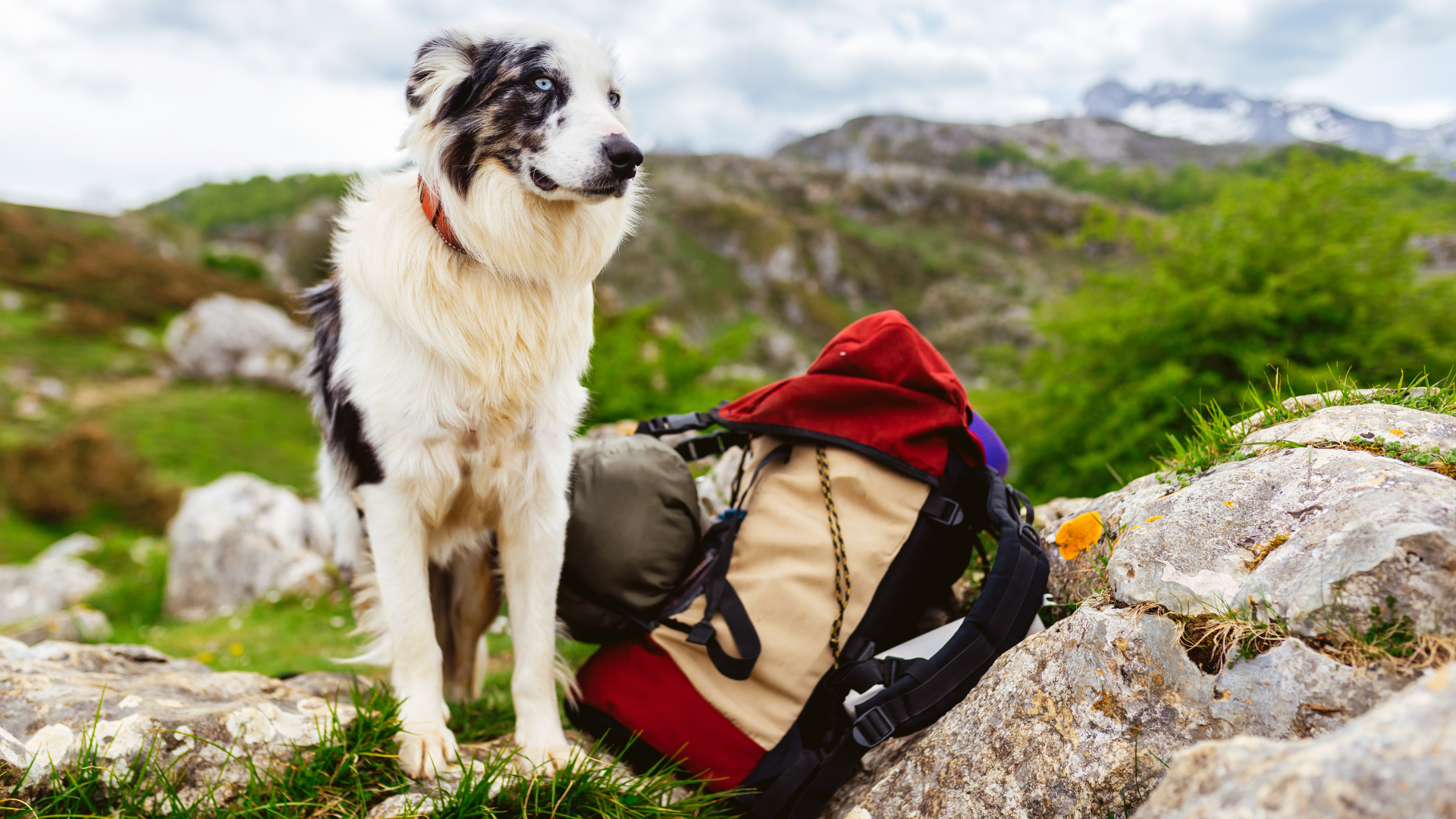 Nutrition on the Trail: Feeding Your Dog During Long Hikes