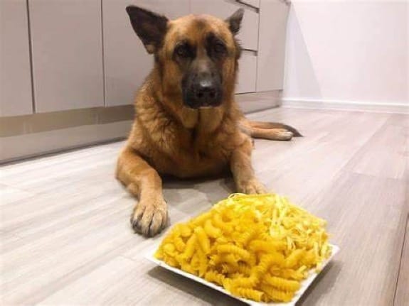 Can Dogs Eat Plain Pasta?