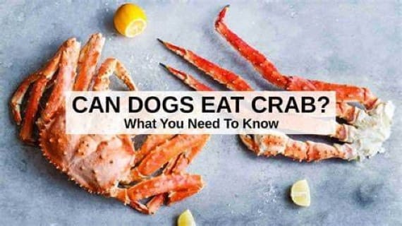 Can Dogs Eat Crab Legs?