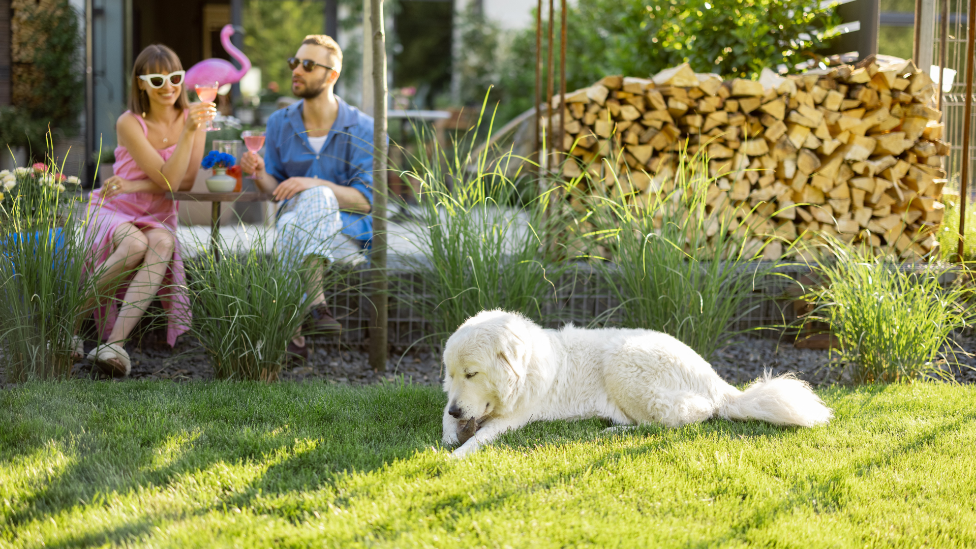 Backyard Oasis for Your Dog