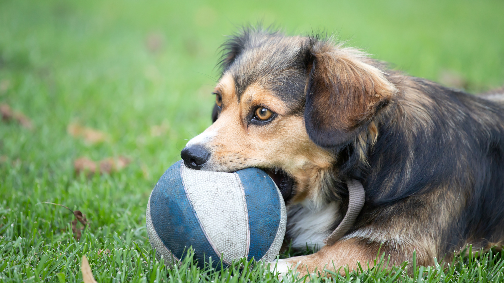 Outdoor Activities for Dogs