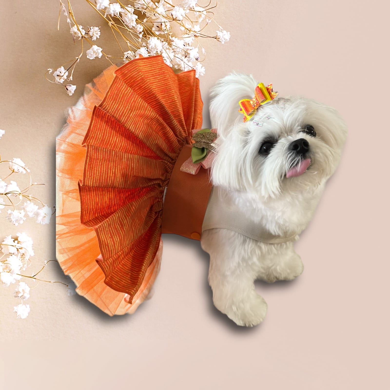 DOGFLUENCERS: Meet Dani, Instagram's Most Dazzlin Maltese