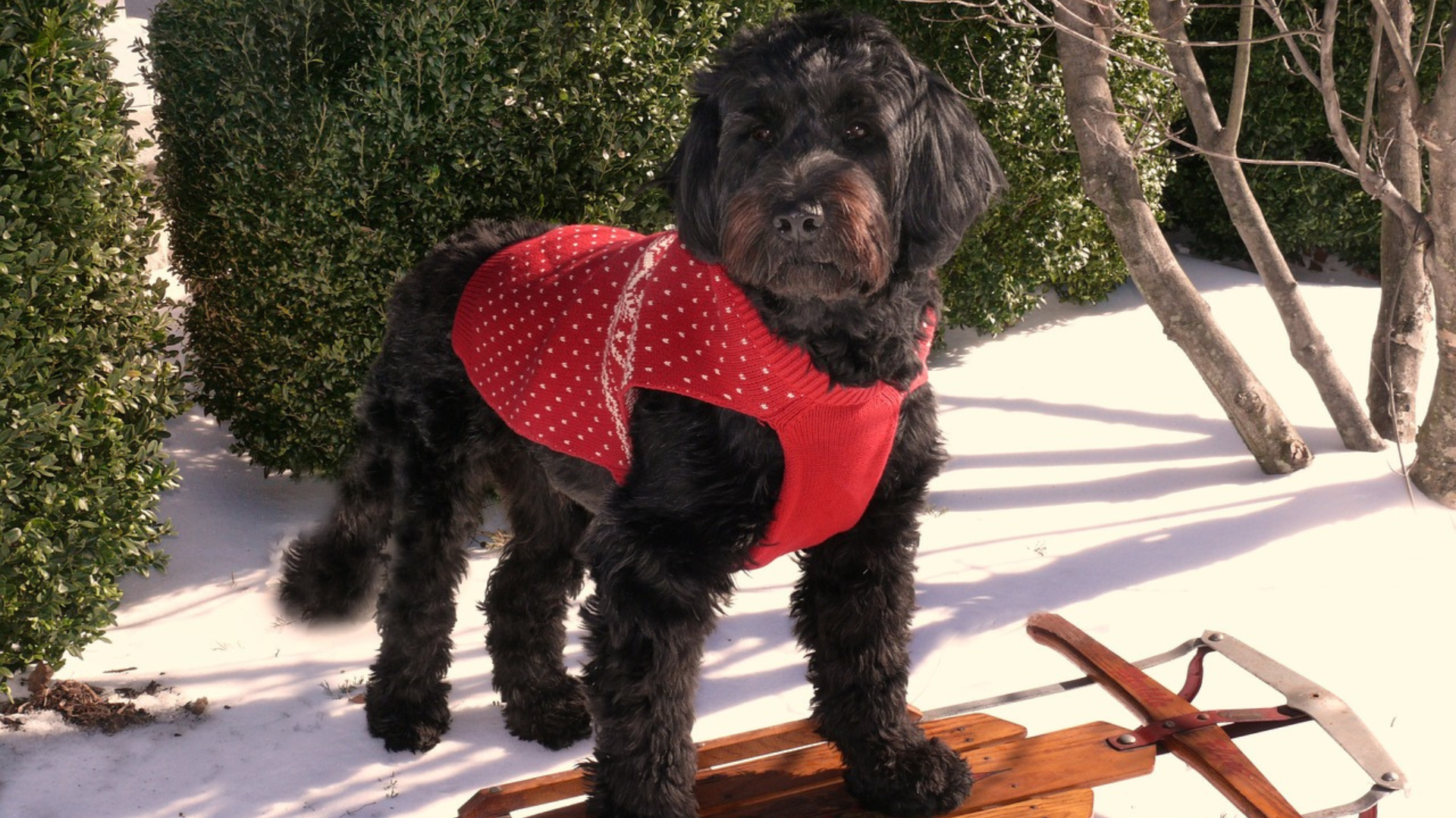 How To Groom Portuguese Water Dog