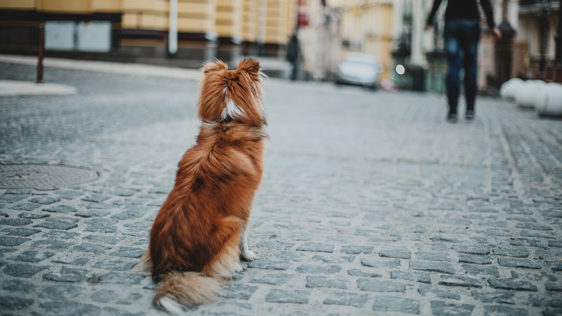 Protecting Your Dog from Common Urban Hazards