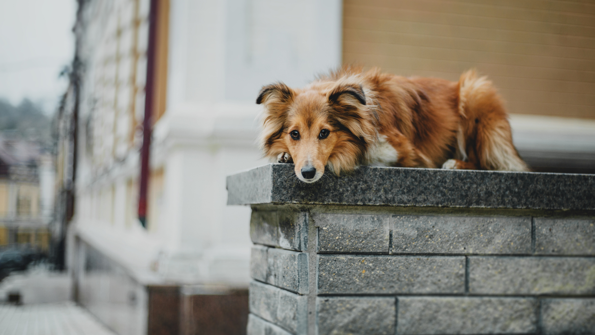 Protecting Your Dog from Common Urban Hazards