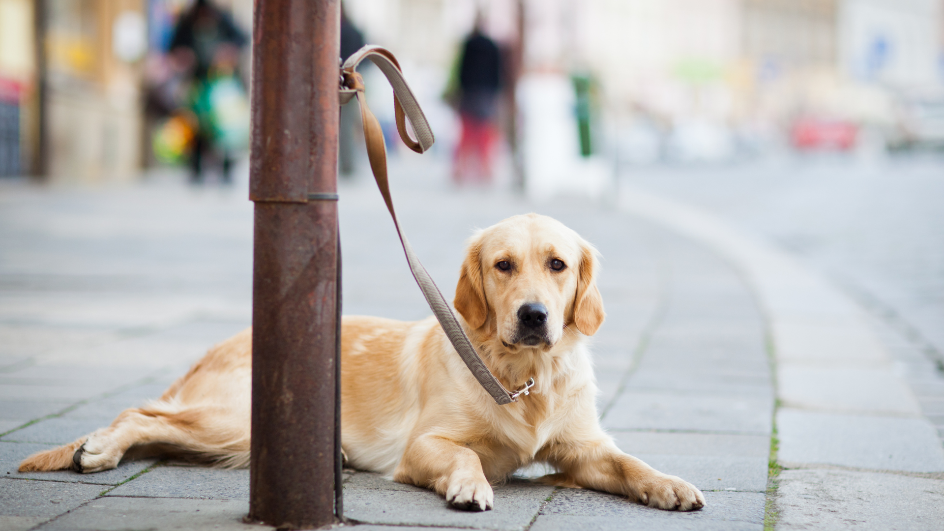 Protecting Your Dog in the City