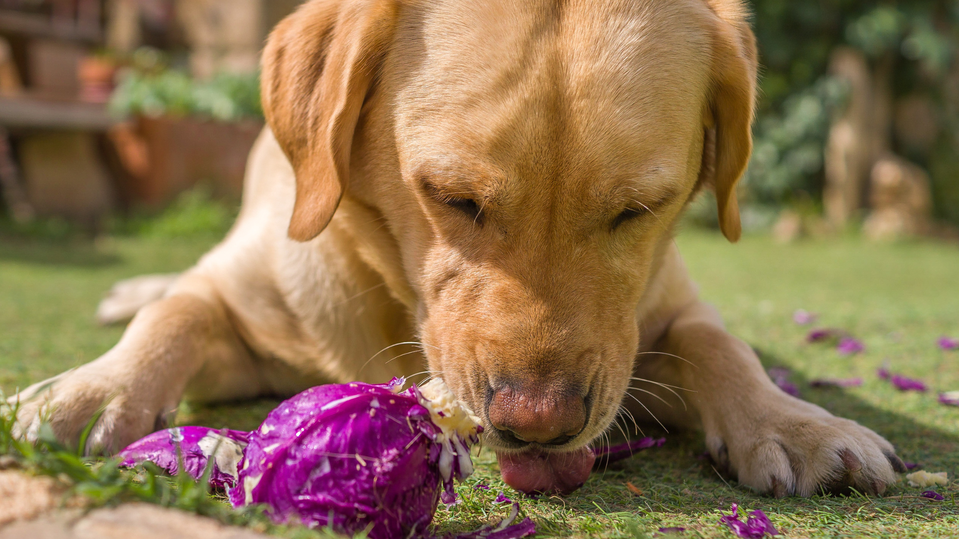 Can Dogs Have Purple Cabbage