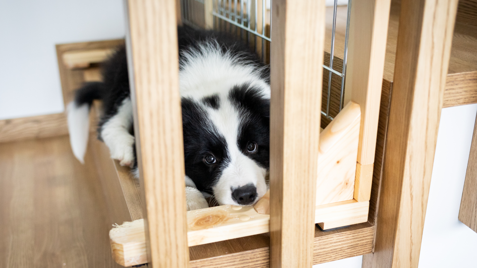 Puppy Proofing House