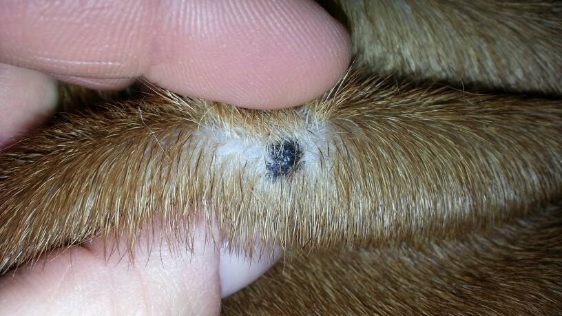 Can Dogs Have Moles?
