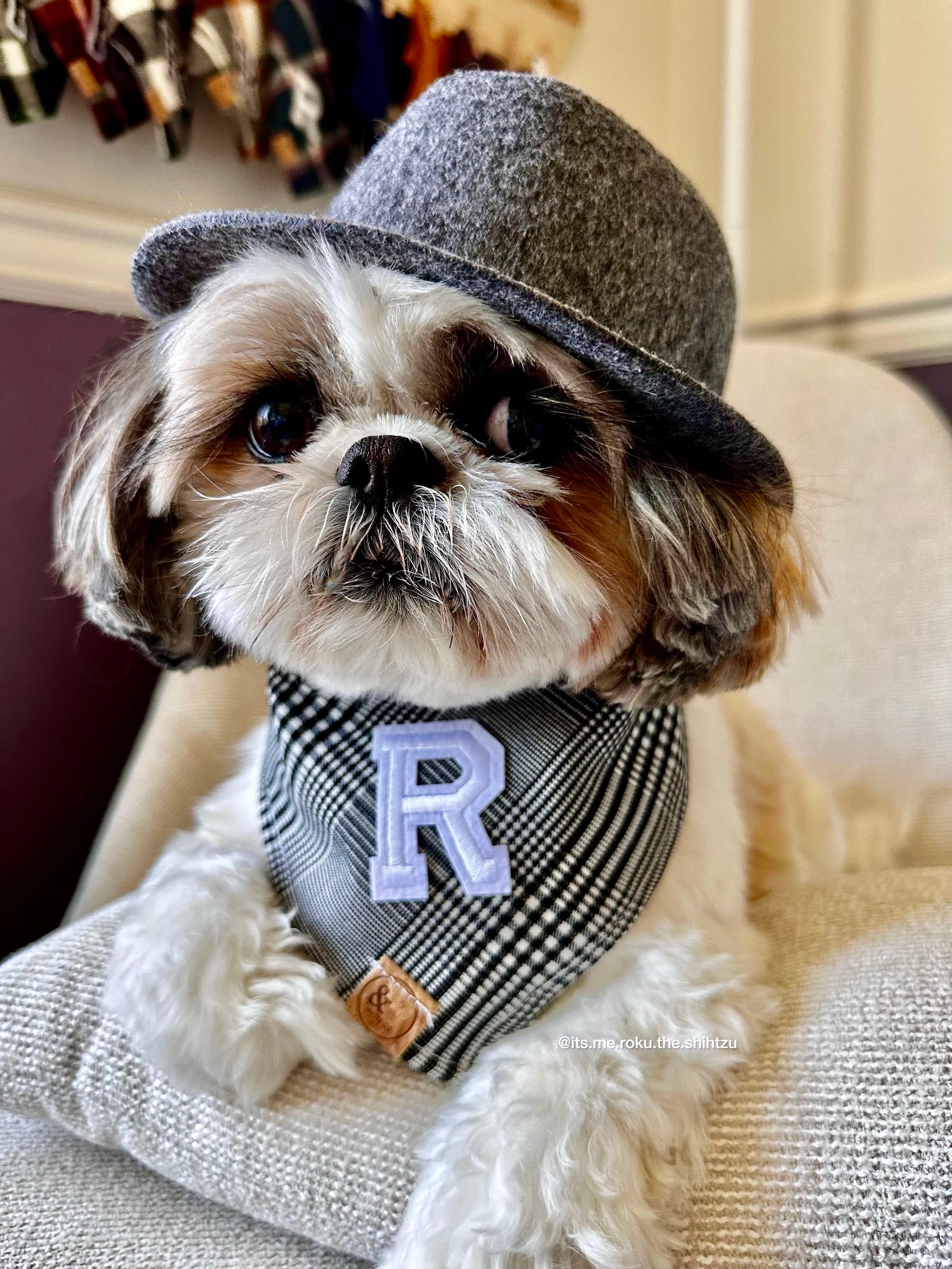 DOGFLUENCERS: Meet Roku, Seattle’s Famous Shihtzu Modeling on Instagram