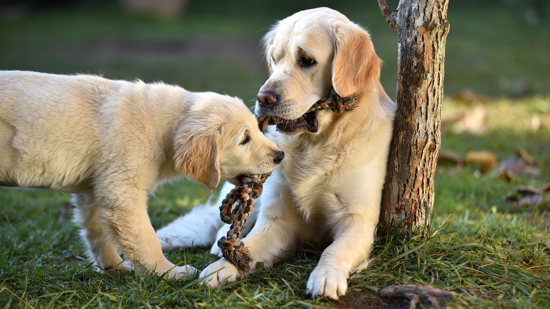 Role of Genetics in Dog Behavior