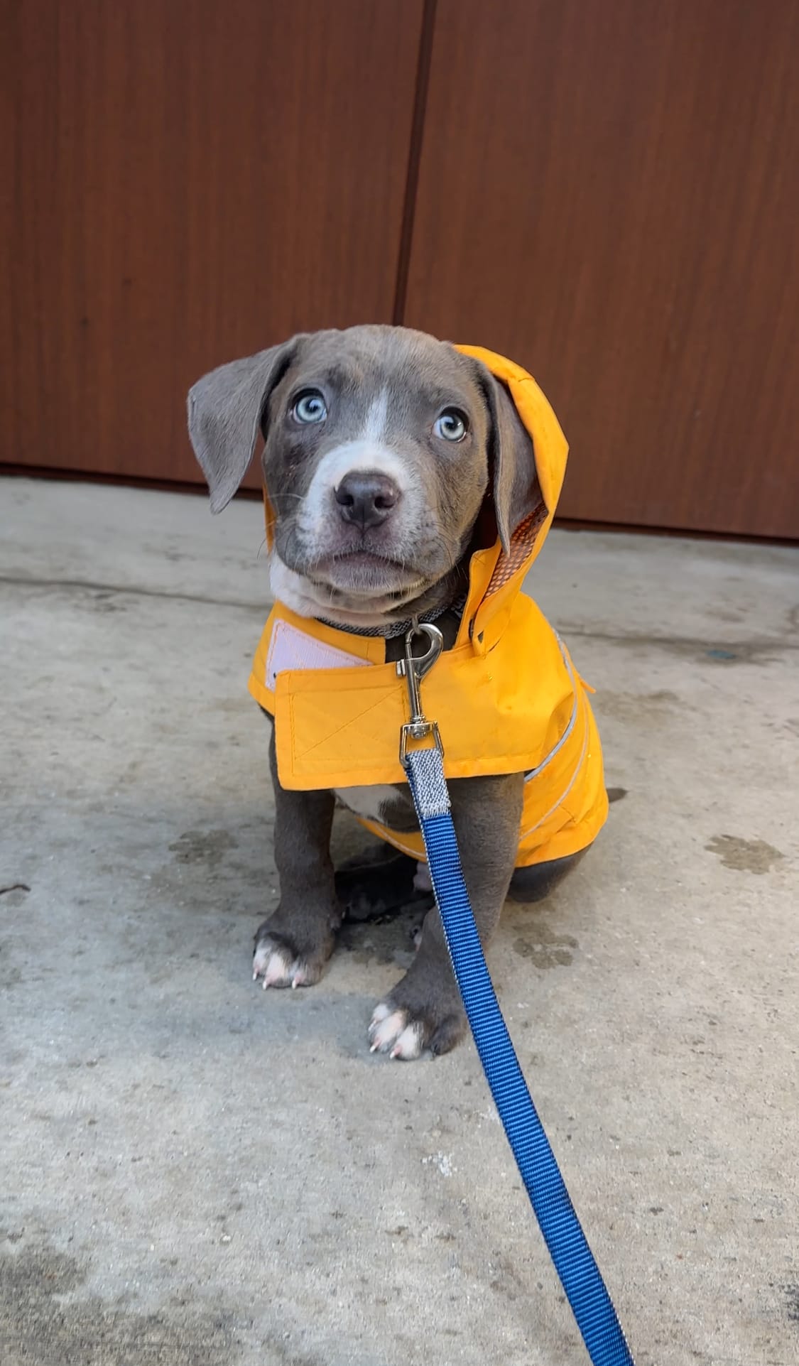 DOGFLUENCERS: Meet Santi Blue, The Pup Who Is Sharing Smiles