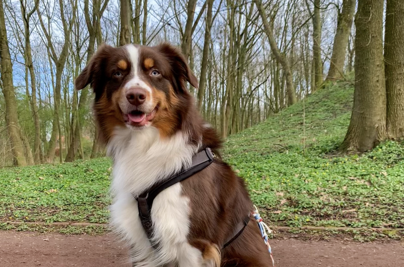 DOGFLUENCERS: Meet Charly, Instagram's Famous Red Tri-Australian Shepherd