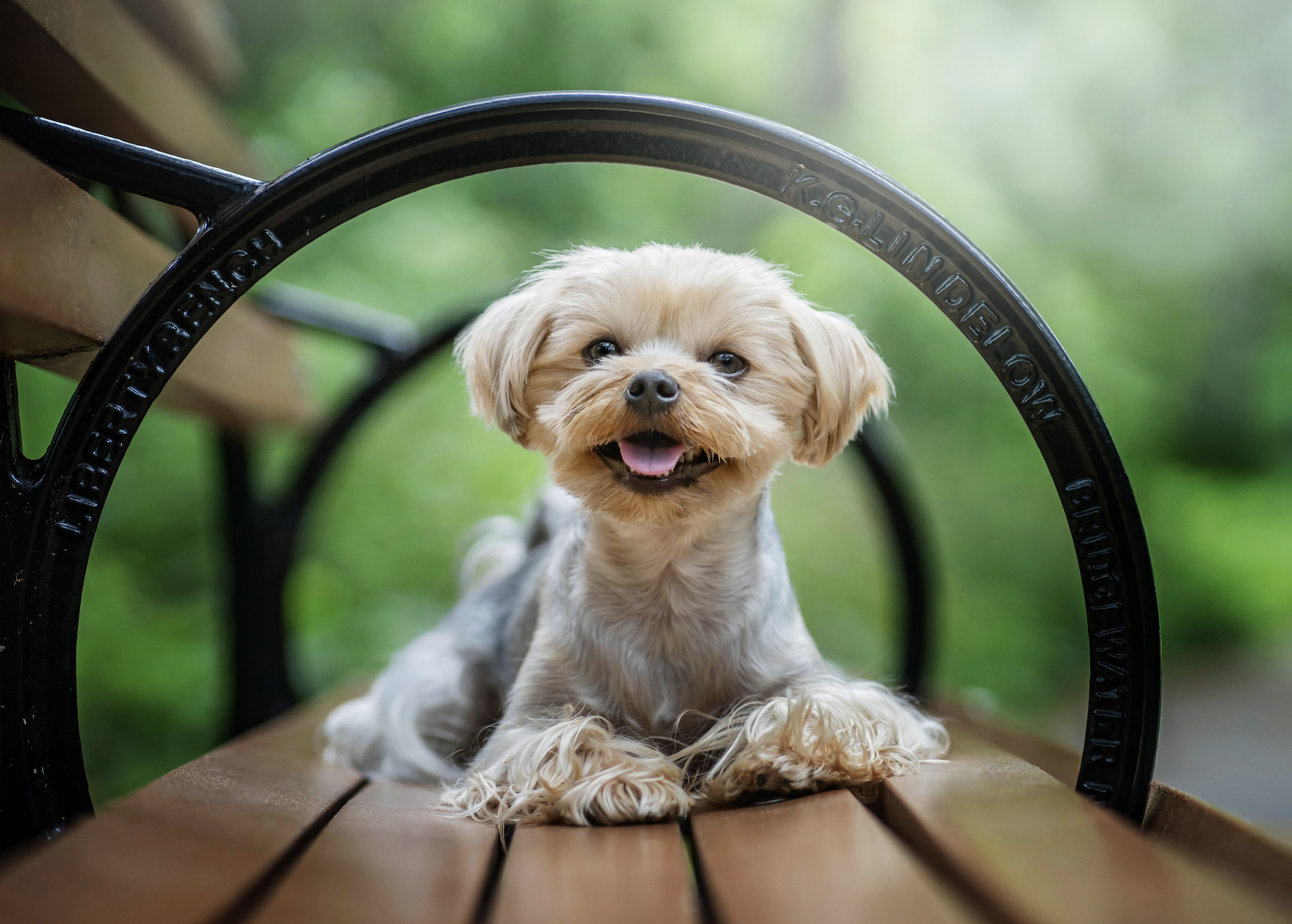 DOGFLUENCERS: Meet Andy, Long Island's Cutest Yorkie