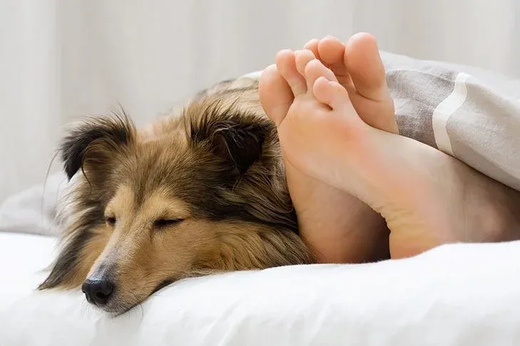 What Does It Mean When a Dog Sits on Your Feet