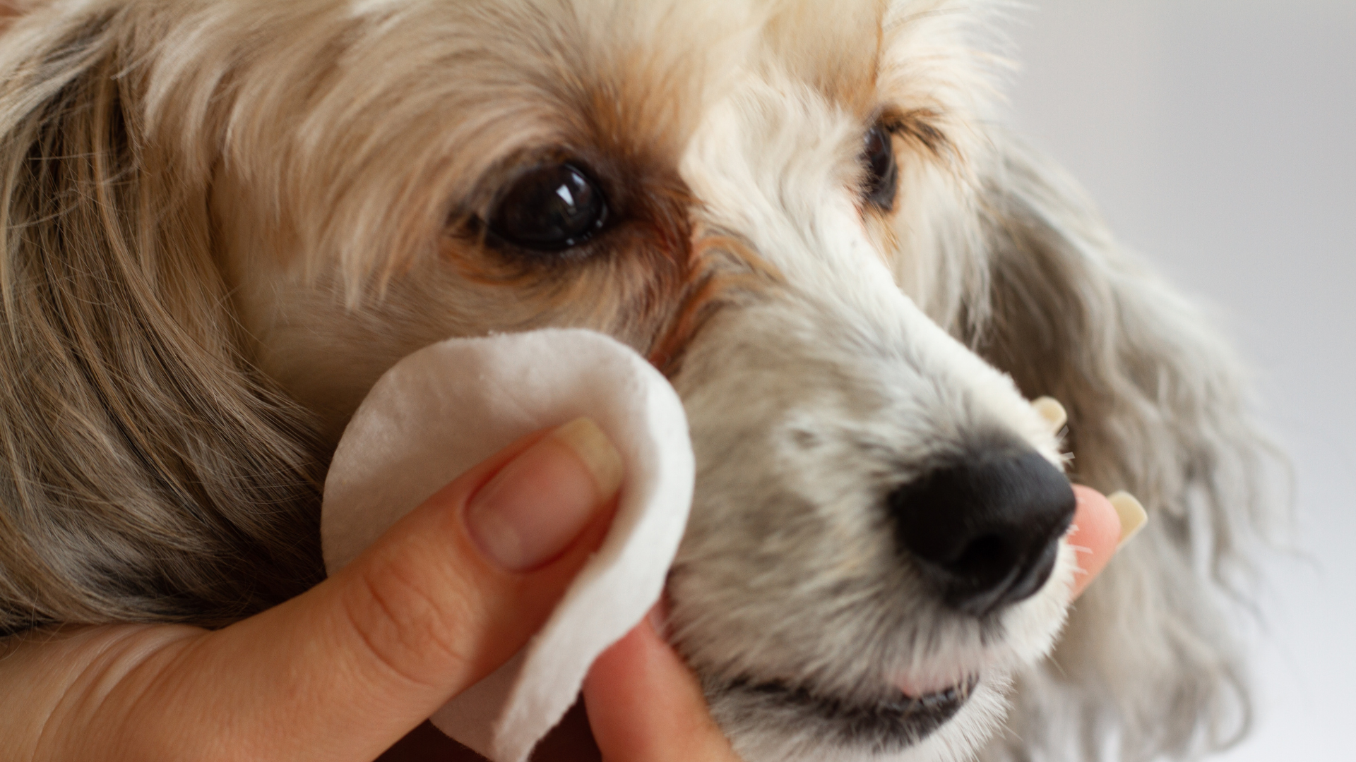 Should You Use Paw Wipes on Your Dog