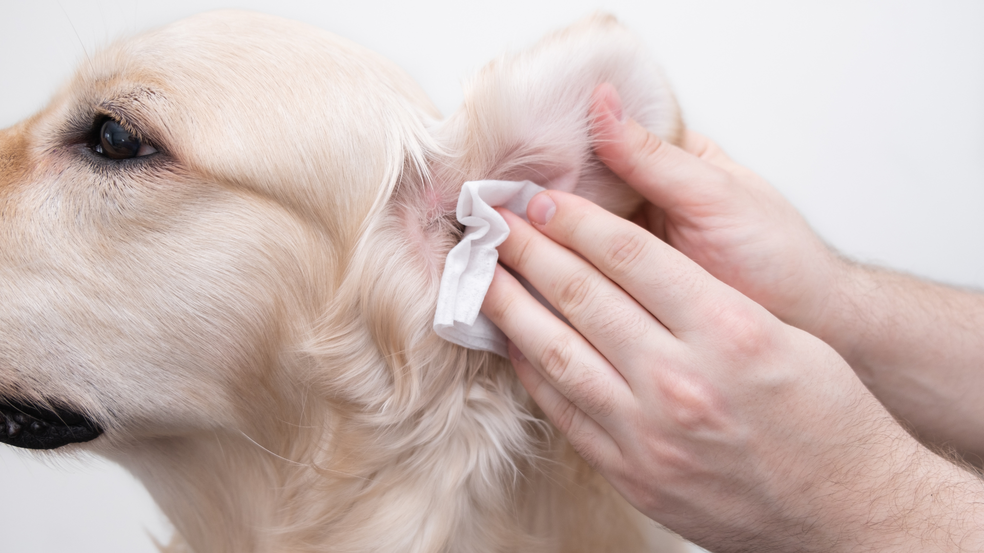 Should You Use Paw Wipes on Your Dog