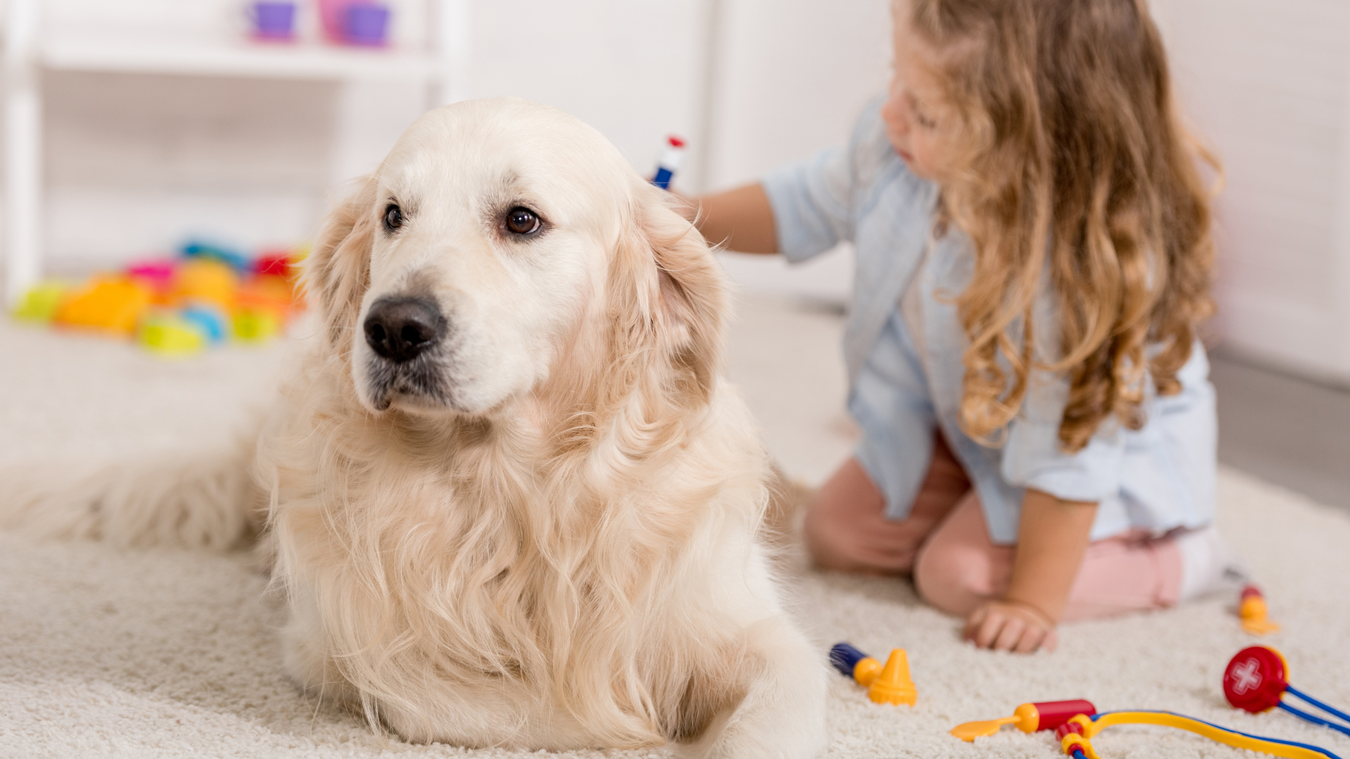 Teaching Responsibility Through Dog Care Tasks