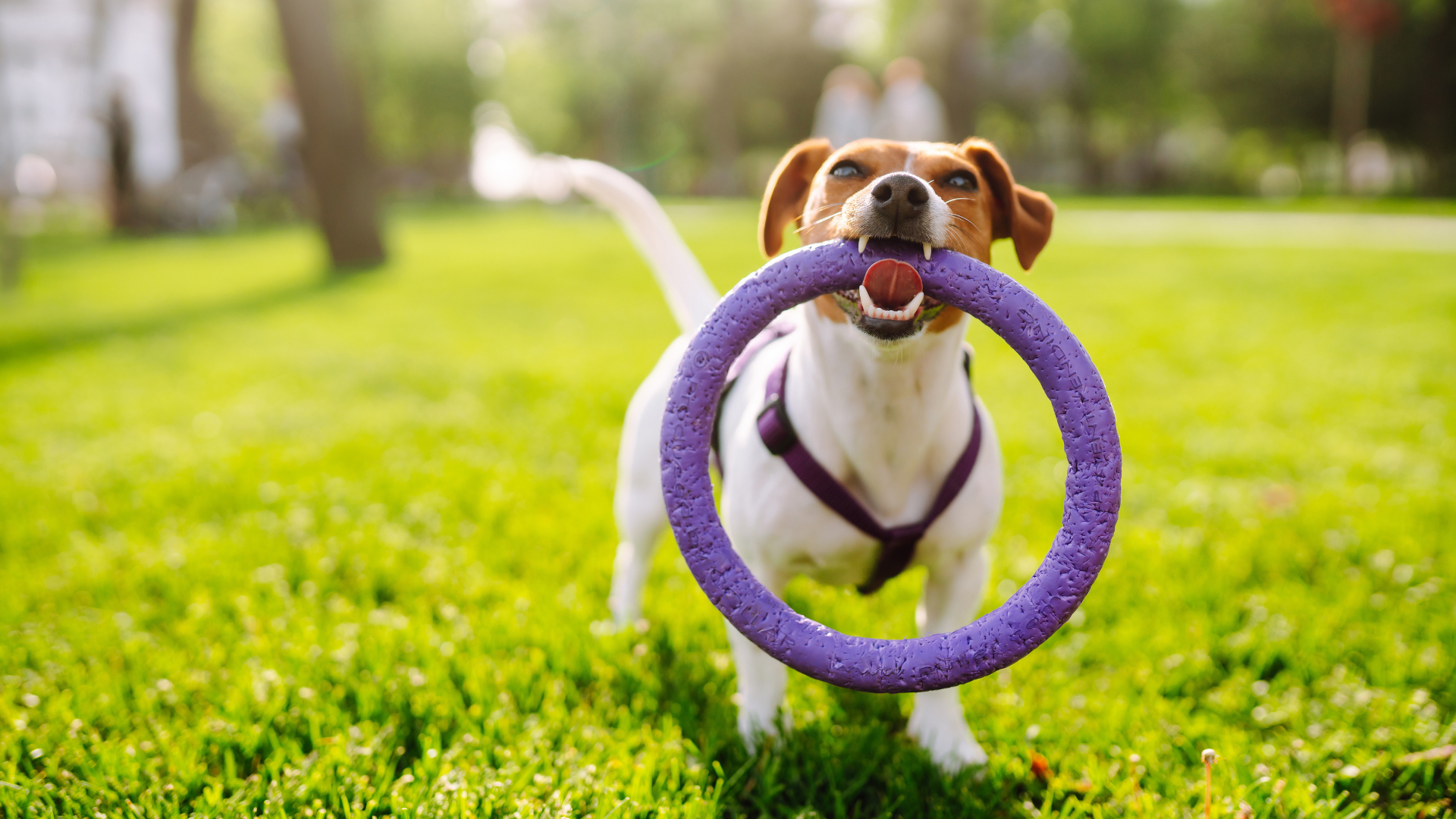 Tips for Toys and Activities for Suburban Pets