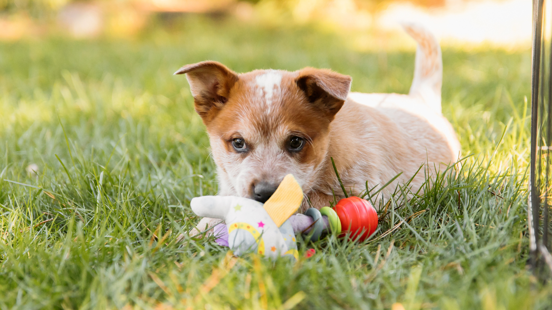 Tips for Toys and Activities for Suburban Pets