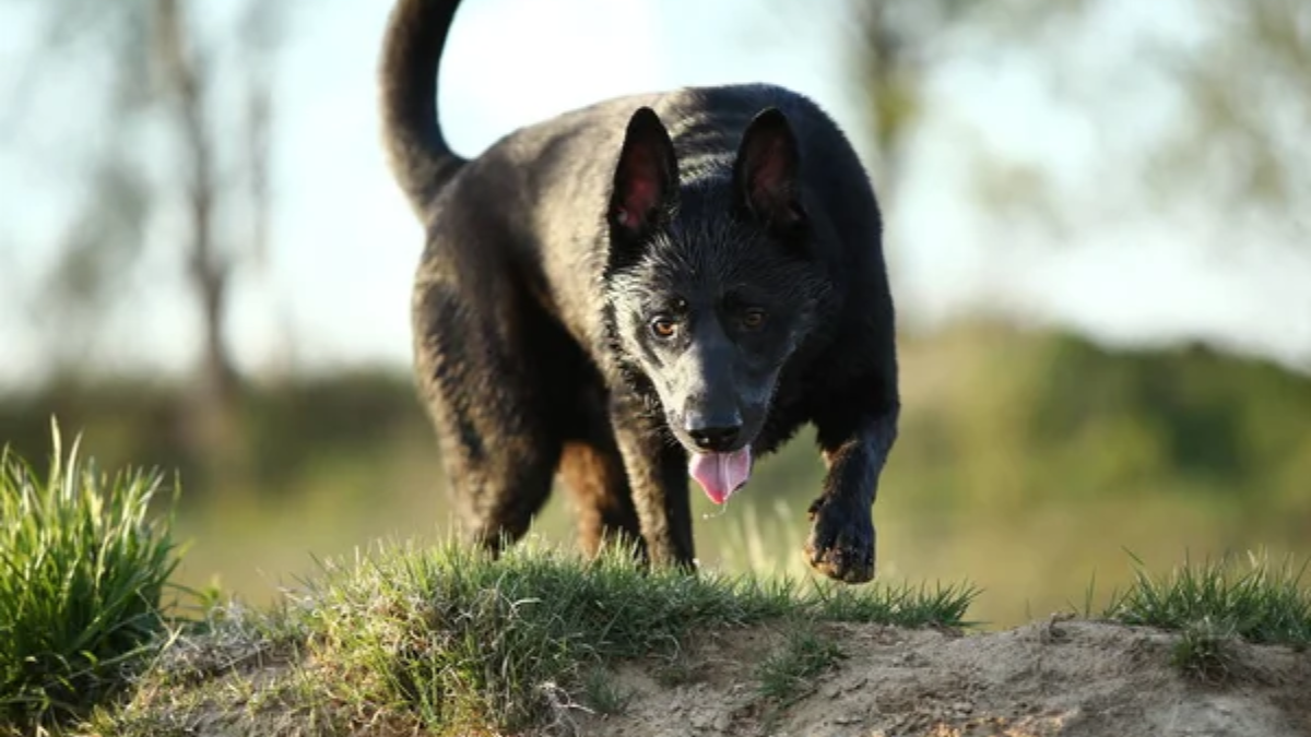 Dutch Shepherd Dog Black