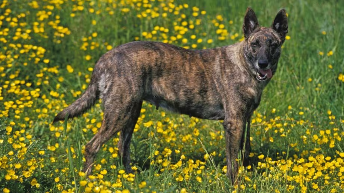 Dutch Shepherd Dog Characteristics