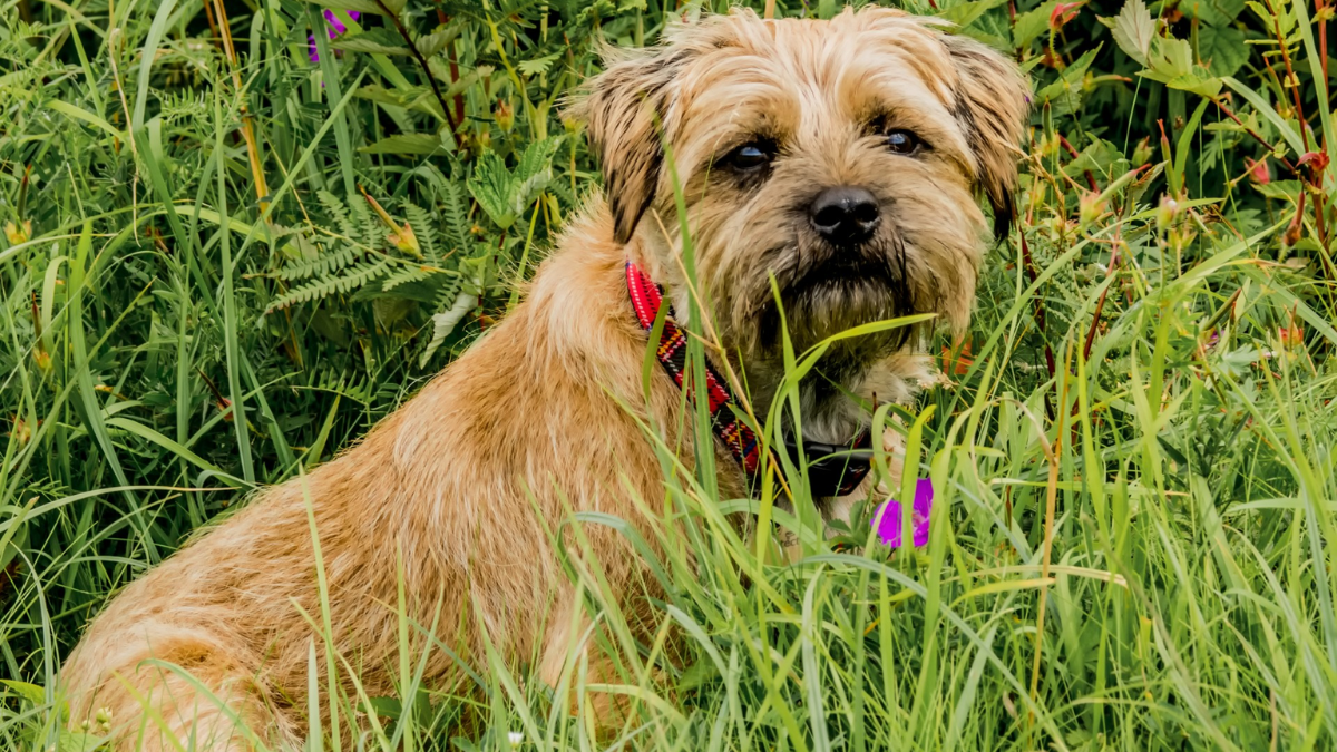 How Long Does a Border Terrier Live?
