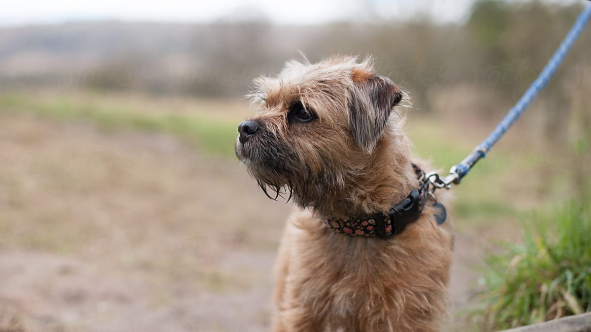 How Long Does a Border Terrier Live?