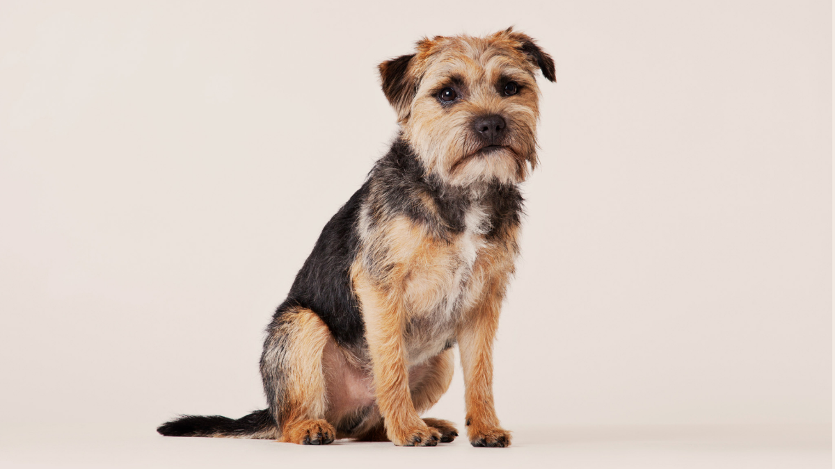 What Age Should a Border Terrier Be Stripped