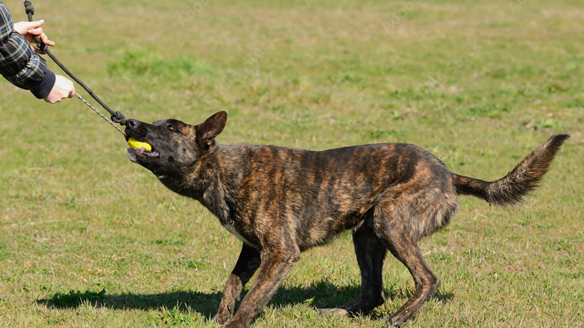 How to Train a Dutch Shepherd Dog