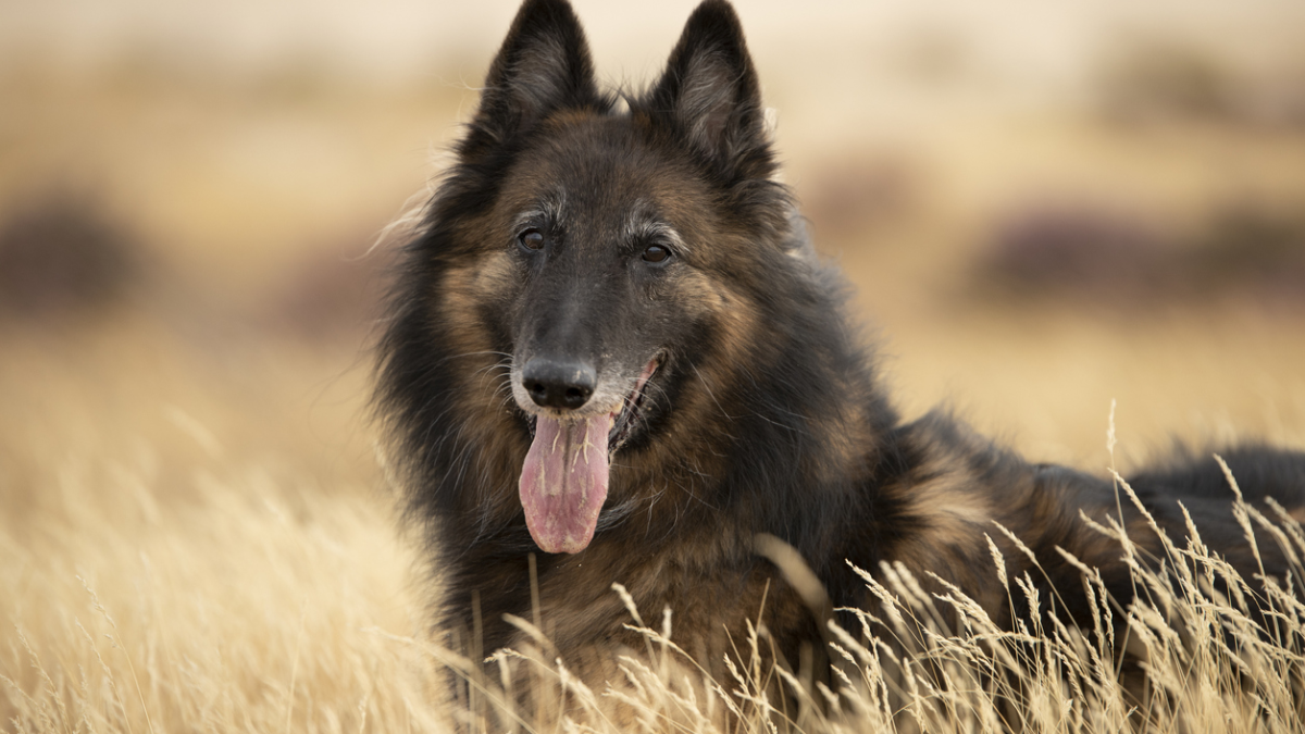 How to Train a Dutch Shepherd Dog