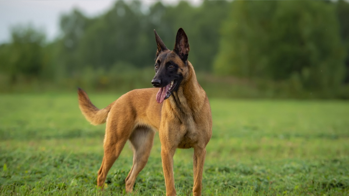 Dutch Shepherd Dog vs Belgian Malinois