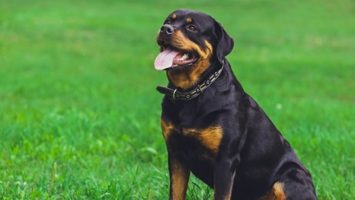 Role of Genetics in Dog Behavior