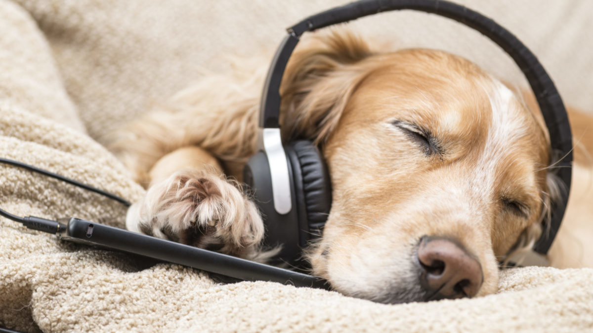 Impact of Music on Dogs