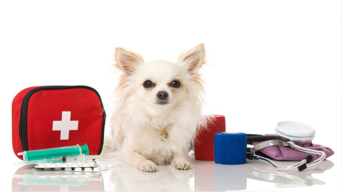 How to Create a Pet Emergency Plan