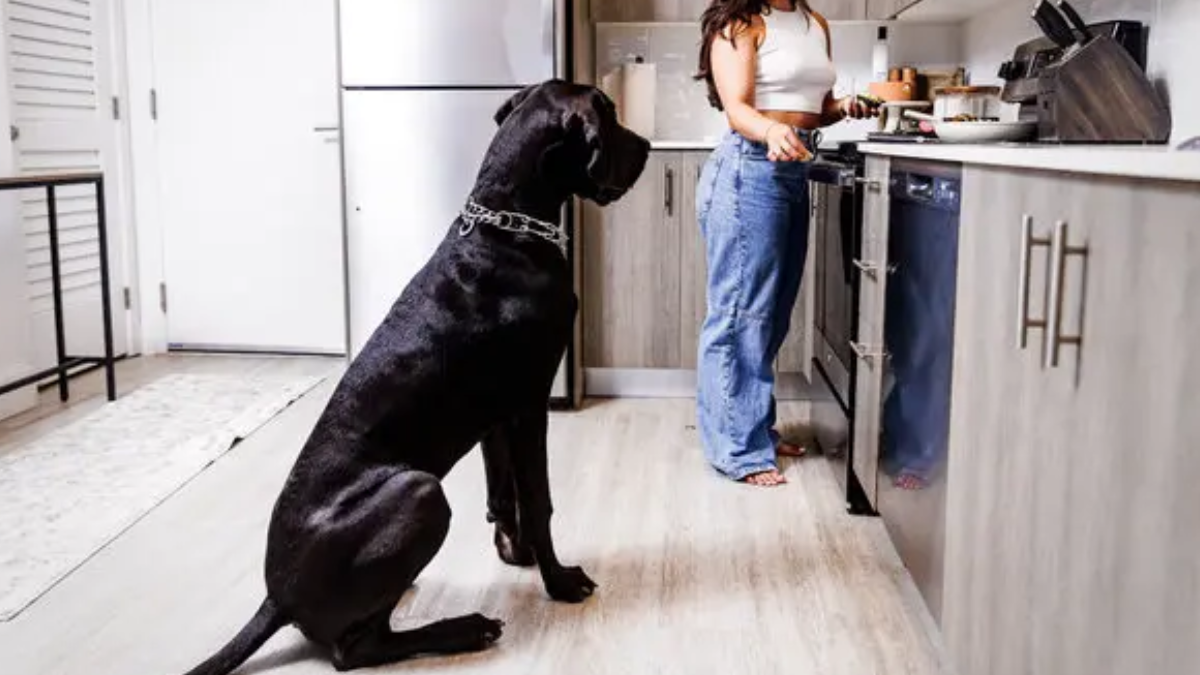 Apartment Living with Large Breed Dogs