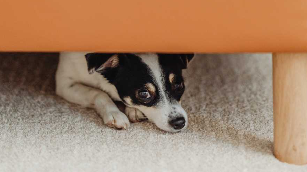 Noise Anxiety in Dogs