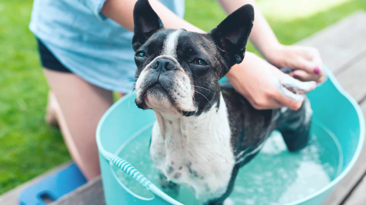 Urban Dog's Survival Guide to Hot Summers