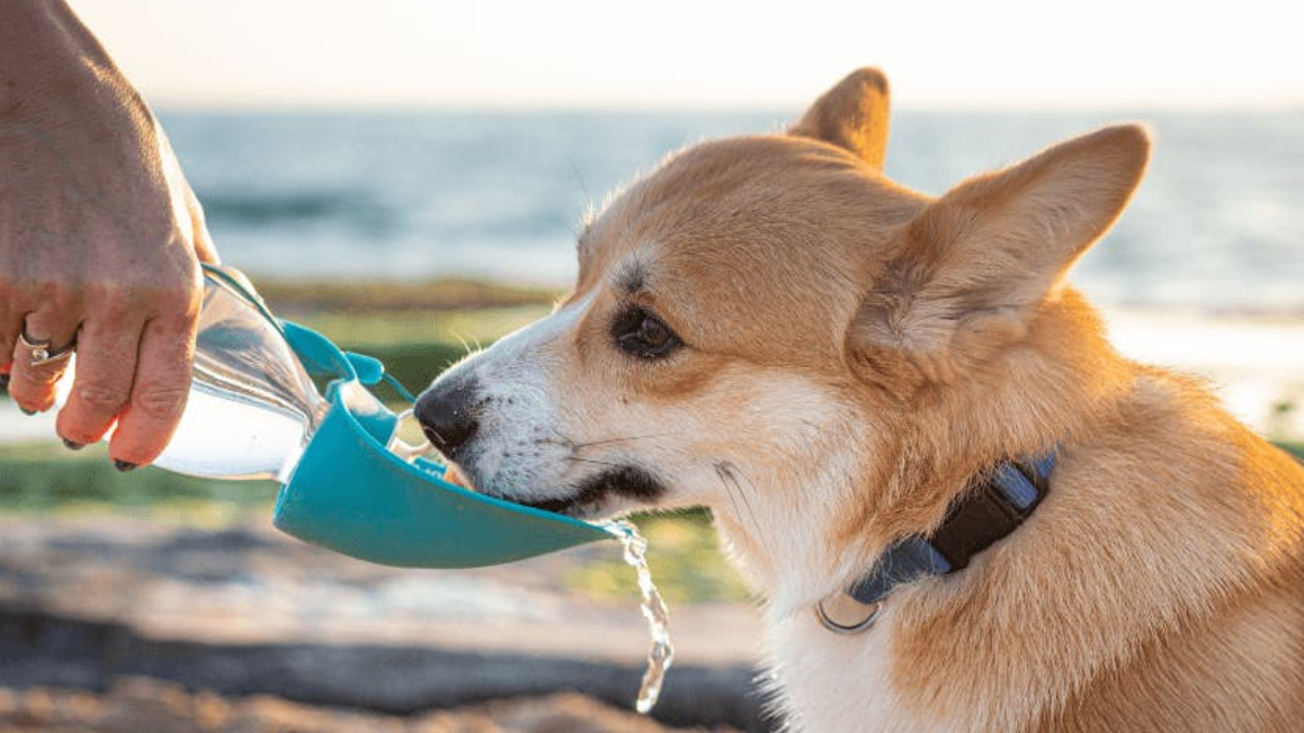 Urban Dog's Survival Guide to Hot Summers