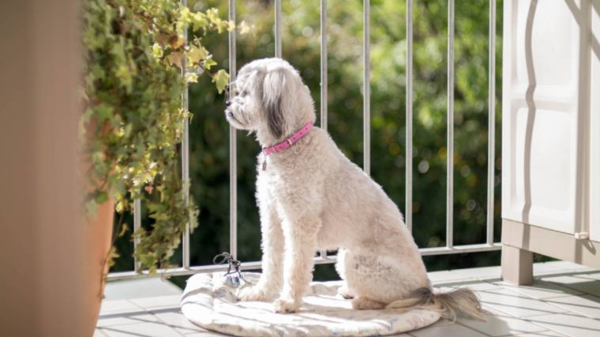 Balcony Safety for Dogs