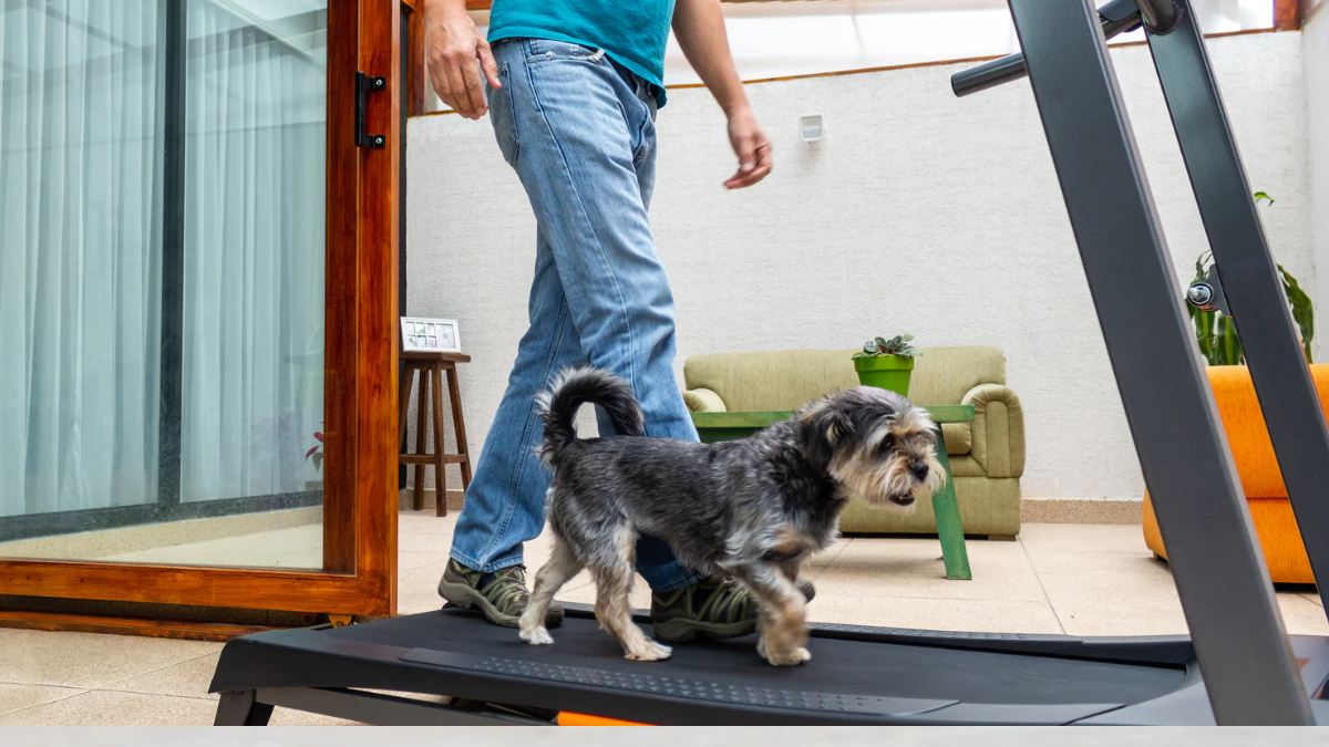 Indoor Exercise Ideas for Dogs in Small Apartments