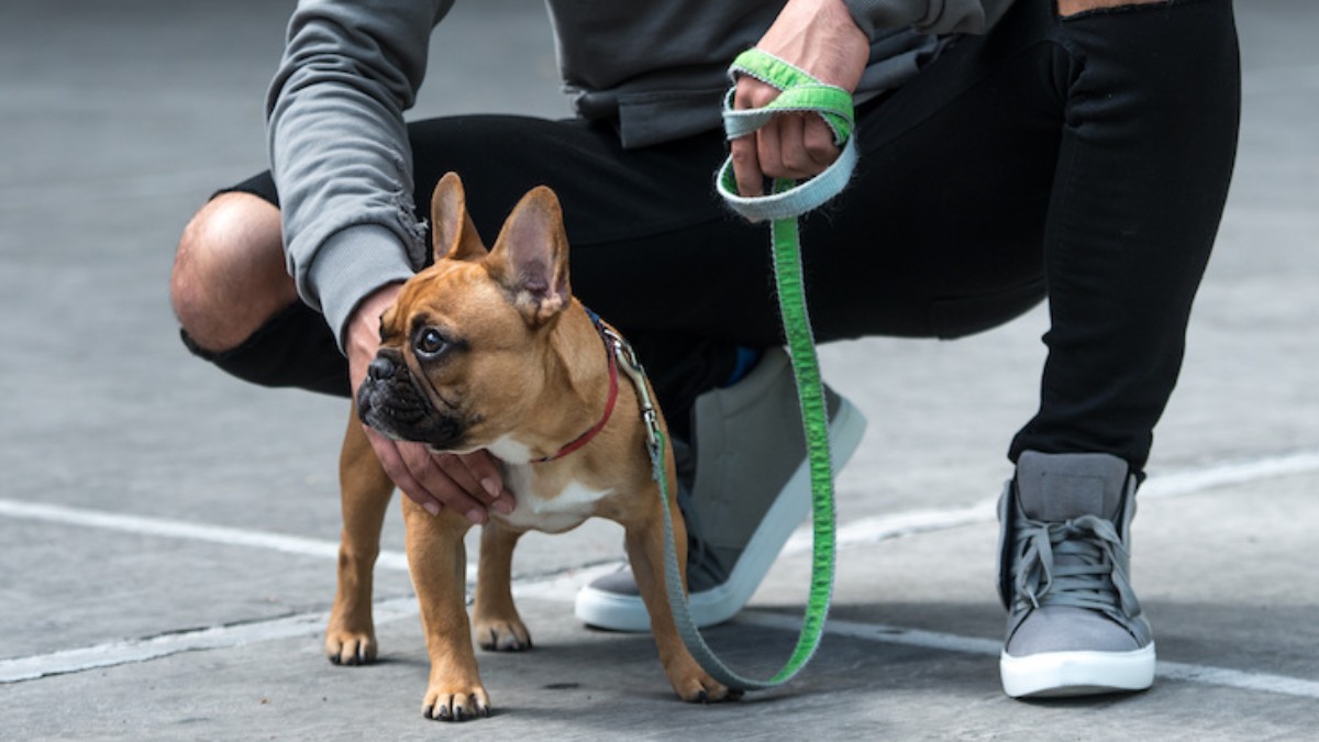 Protecting Your Dog in the City